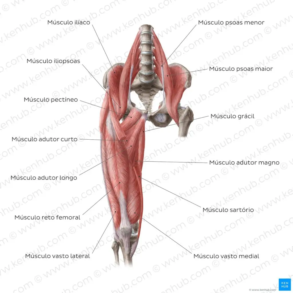 Los Músculos De Glúteos Anatomía Fotos, retratos, imágenes y